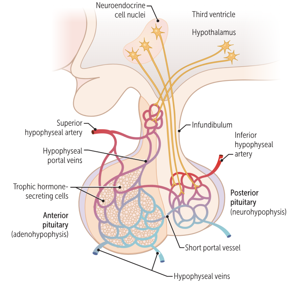 Pituitary Gland