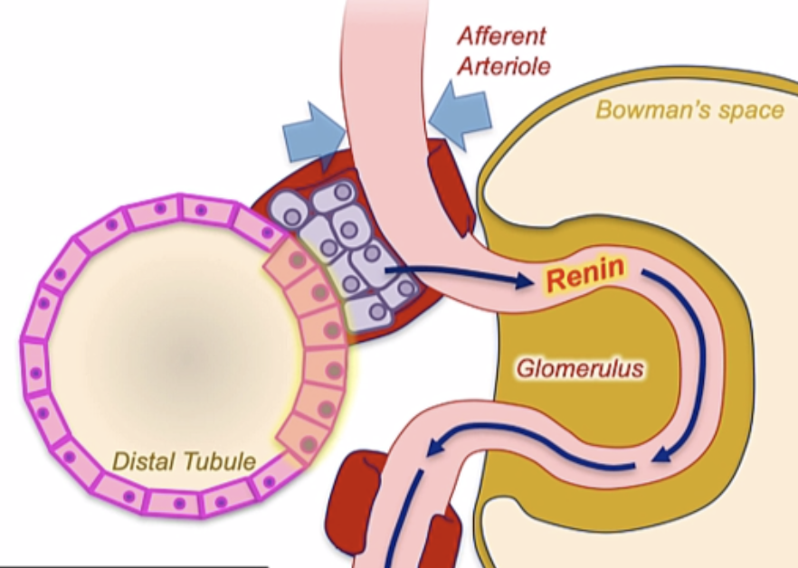Renin-Angiotensin-Aldosterone System
