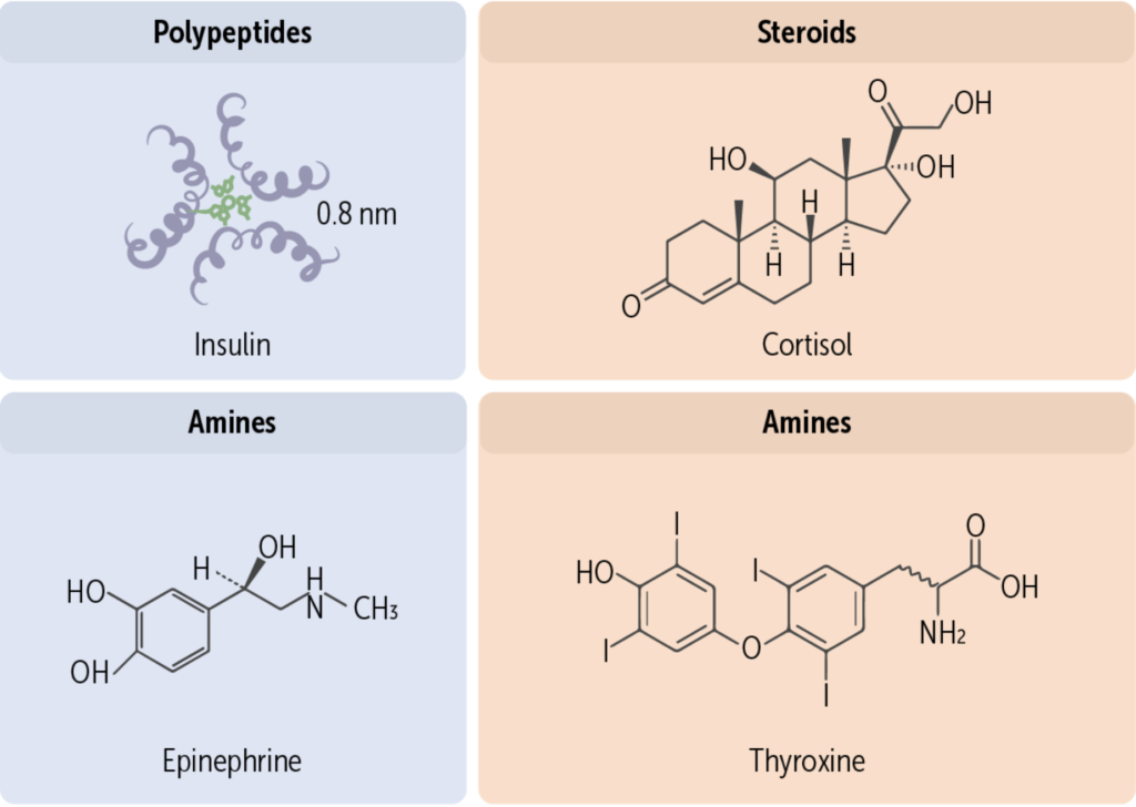 Basic chemical structure for hormone classes