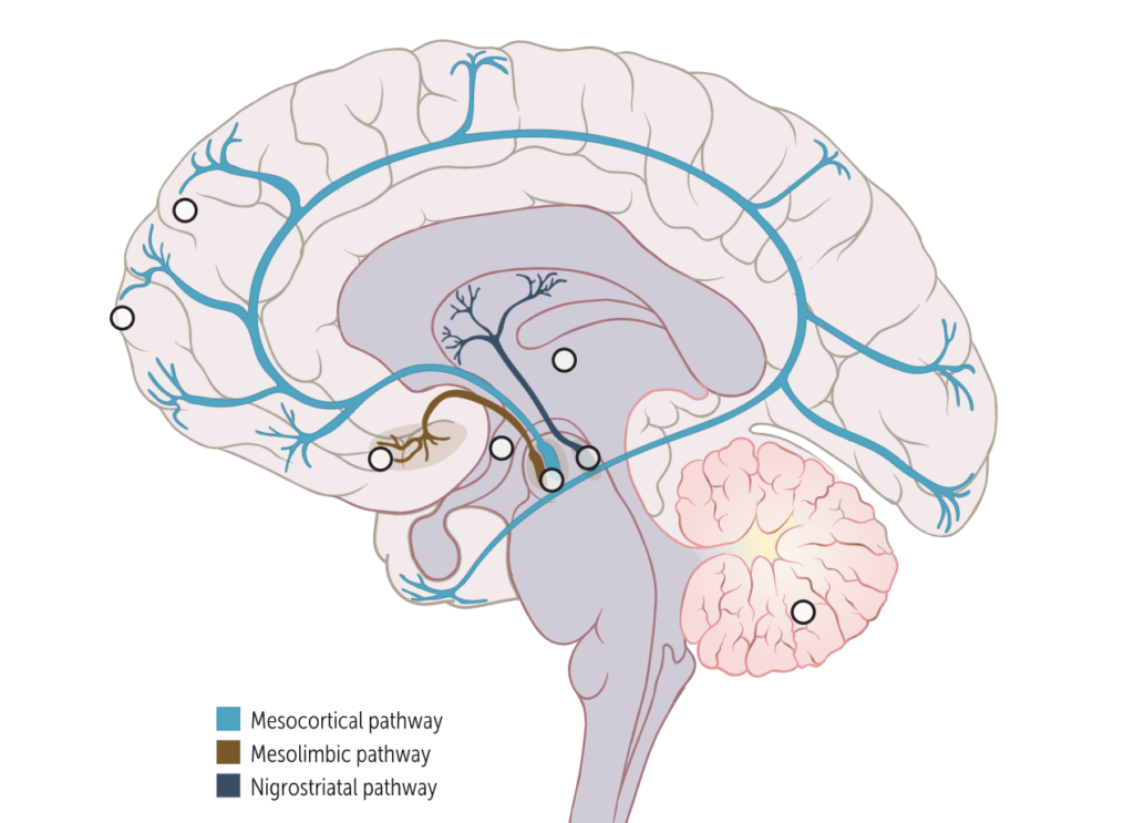 Synaptic Transmission